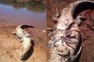 Điều tra pháp y cho thấy con cá sấu ăn thịt người khoảng hai tuần trước