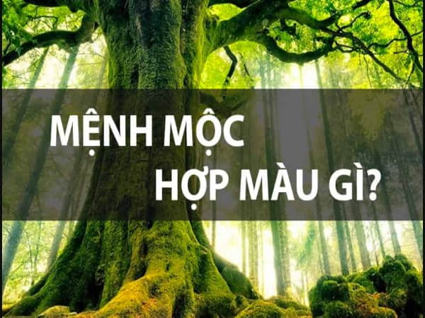Mệnh Dương Liễu Mộc hợp màu gì?