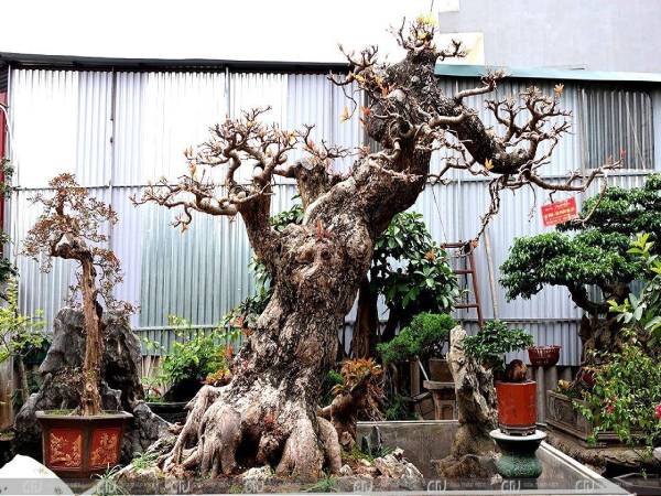 Ảnh hưởng của việc trồng cây trước nhà đến phong thủy Ảnh hưởng của việc trồng cây trước nhà đến phong thủy