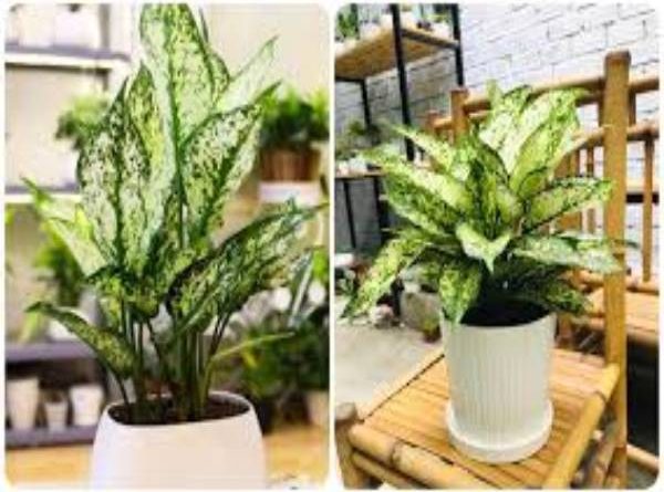 Cây Ngọc Ngân hợp mệnh gì trong phong thủy bạn đã biết?