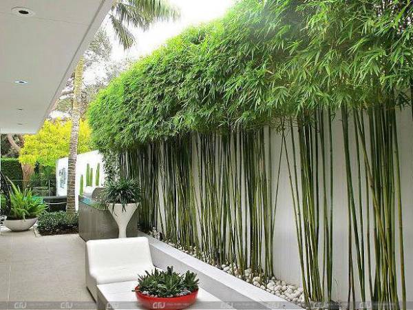 5 loại cây nên trồng trước nhà đem đến tài lộc, thịnh vượng