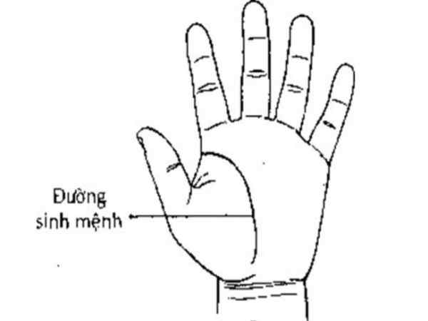 chỉ tay đường sinh mệnh