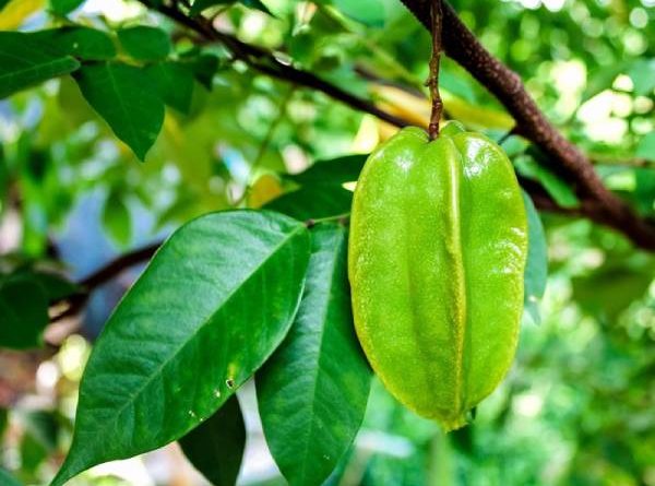 tại sao không nên trồng cây khế trước nhà