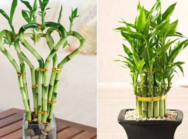 Mệnh Thủy nên trồng cây gì trước nhà để hút tài lộc?