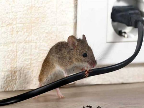 Chuột chết trong nhà là điềm tốt hay xấu