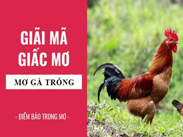 Giải mã từng tình huống khi nằm mơ thấy gà trống
