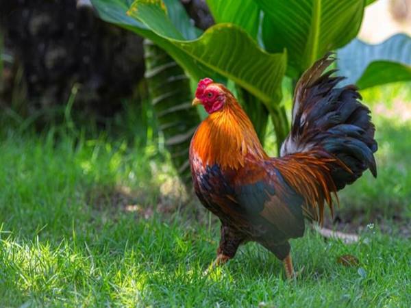 Ý nghĩa biểu tượng của gà trống trong văn hóa và tâm linh