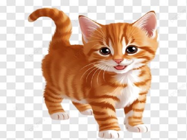 Nằm mơ thấy mèo cam có liên quan đến vận may không?